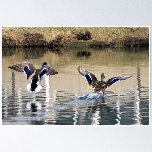 Artikelvorschau,  IL.

! http: //images-0.redbubble.net/img/art/mattecolor: schwarz / Produkt: mattierter Druck / Ansicht: Vorschau / 1907521-2-the-Landing.jpg!

! http: //images-2.redbubble.net/img/art/border: blackwithdetail / product: laminierter Druck / Größe: kle entworfen und verkauft von cdudak.