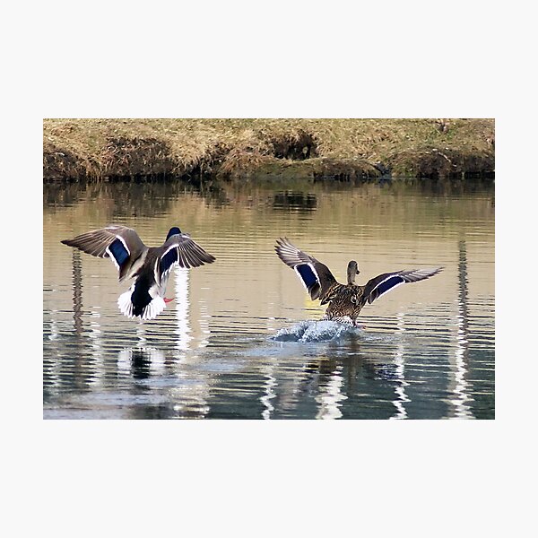 Artikelvorschau,  IL.

! http: //images-0.redbubble.net/img/art/mattecolor: schwarz / Produkt: mattierter Druck / Ansicht: Vorschau / 1907521-2-the-Landing.jpg!

! http: //images-2.redbubble.net/img/art/border: blackwithdetail / product: laminierter Druck / Größe: kle entworfen und verkauft von cdudak.