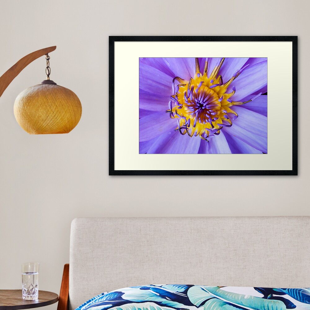 Seerose Gerahmter Kunstdruck