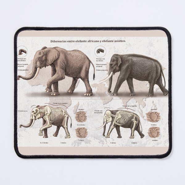 Item preview, African and Asian elephant differences designed and sold by elerascon.