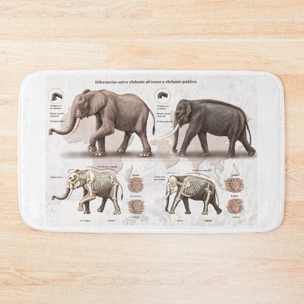 Item preview, African and Asian elephant differences designed and sold by elerascon.
