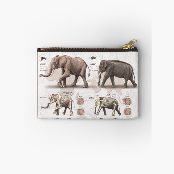 Item preview, African and Asian elephant differences designed and sold by elerascon.