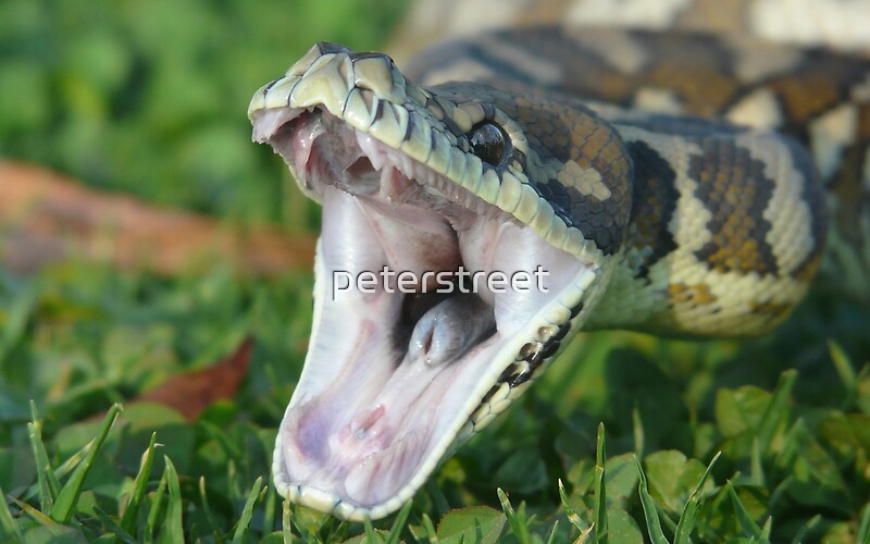 "Darwin Carpet Python - Morelia spilota variegata" by peterstreet ...