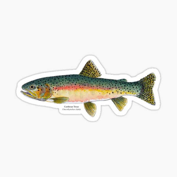 Rainbow Trout Skin Pattern Fly Fishing Brown Brook Cutthroat