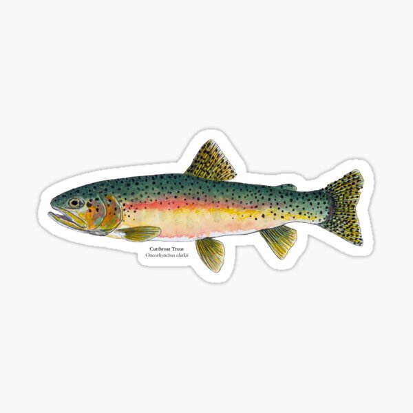 British Columbia Flag Trout Fish Decal BC Fly Fishing Sticker