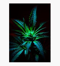 GREEN Photographic Print