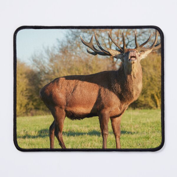 Item preview, Bellowing Red Deer Stag designed and sold by rawshutterbug.