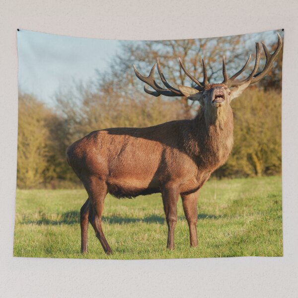 Item preview, Bellowing Red Deer Stag  designed and sold by rawshutterbug.