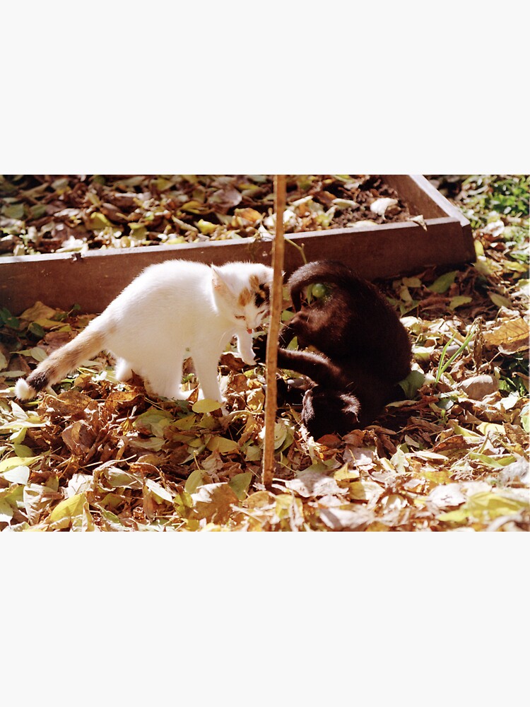 Susi und Charly toben von Gourmetkater
