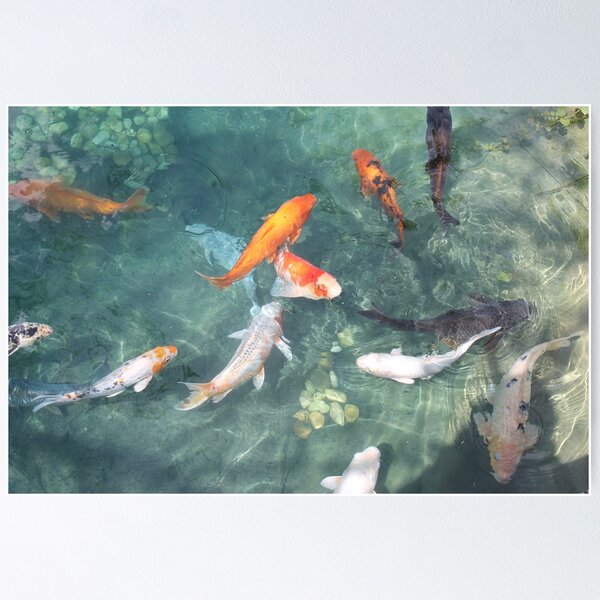 Koi Fish Posters for Sale