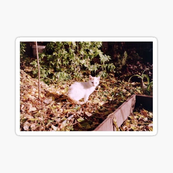 Kater Jonny im gelben Herbstlaub Sticker