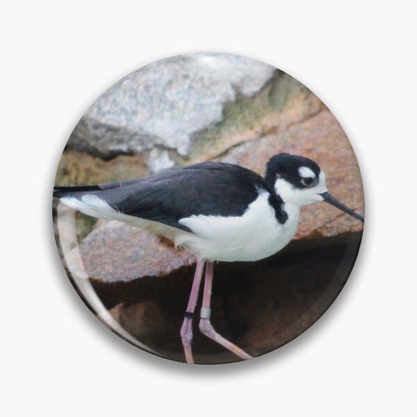 Item preview, Black-necked Stilt designed and sold by Cynthia48.