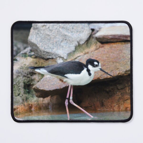 Item preview, Black-necked Stilt designed and sold by Cynthia48.