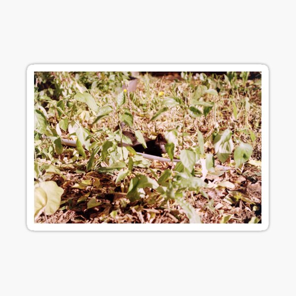 Wo ist Kater Charly? Sticker