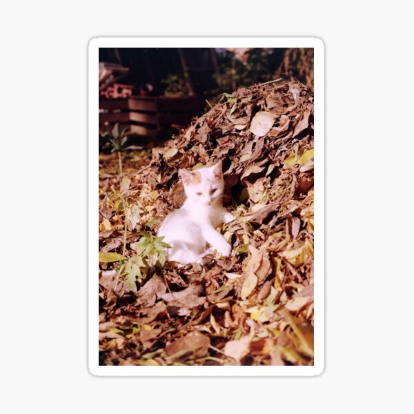 Kater Jonny liegt im Laub Sticker