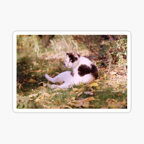 Katze Lagertha im Gras Sticker