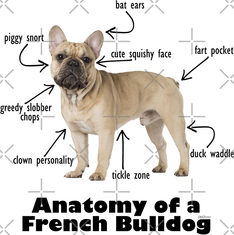 59+ French Bulldog Teeth Diagram Photo Bleumoonproductions