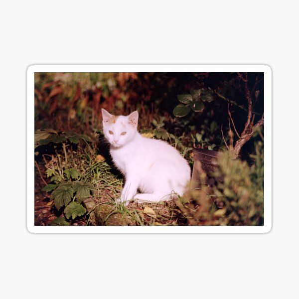 Katerchen Jonny Sticker