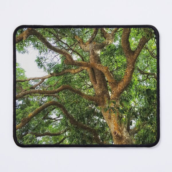 Item preview, Photograph Of A Tree in Full Leaf Nature Green nickbrayimages designed and sold by nickbrayimages.