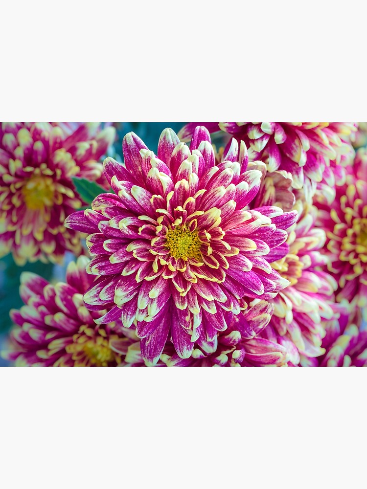"Japanese Chrysanthemum" Poster by alanshapiro Redbubble