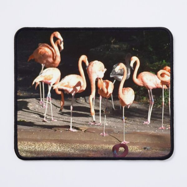 Item preview, Caribbean Flamingo  designed and sold by Sharon the Zoo Lady Photography .