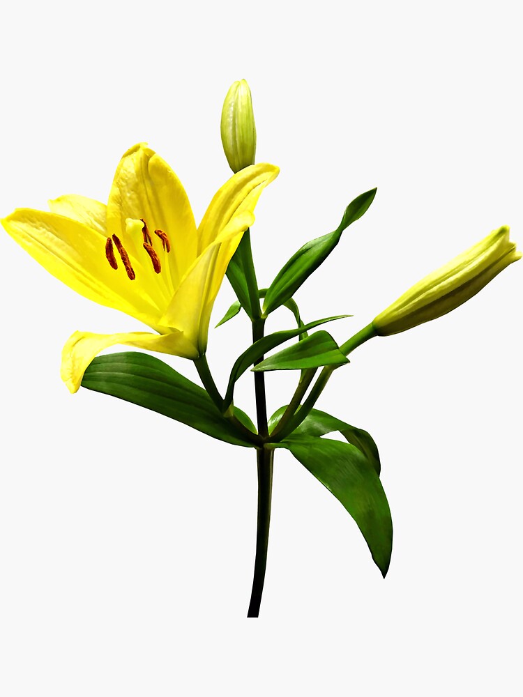 "One Yellow Lily" Sticker for Sale by SudaP0408 Redbubble