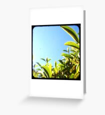 the bubblegum tree Greeting Card