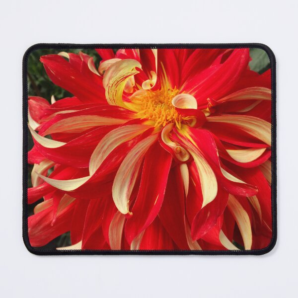 Item preview, Dahlia revolution designed and sold by Maxiverse.