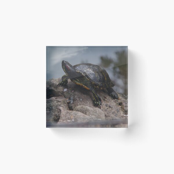 Item preview, Red-eared Terrapin designed and sold by lezvee.
