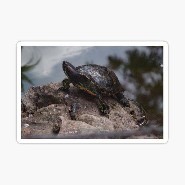 Red-eared Terrapin Sticker