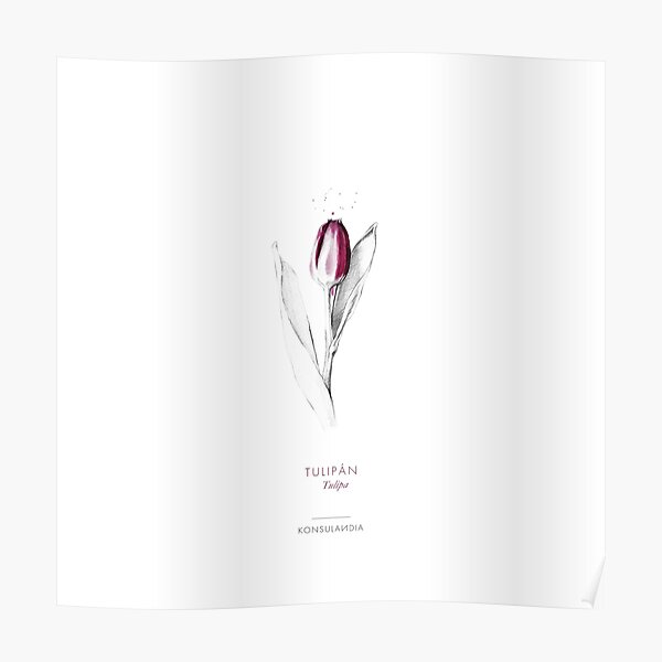 Tulipan Póster