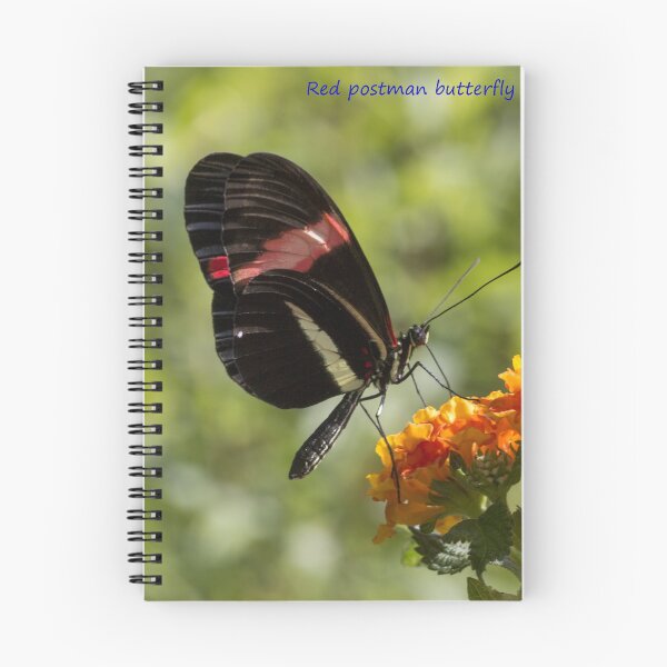 Item preview, Red postman butterfly designed and sold by pietrofoto.