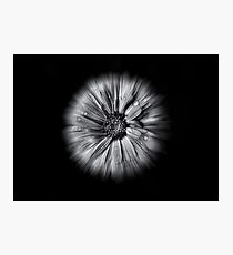 Backyard Flowers In Black And White 10 Flow Version Photographic Print
