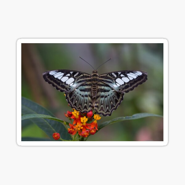 Item preview, Clipper butterfly designed and sold by pietrofoto.