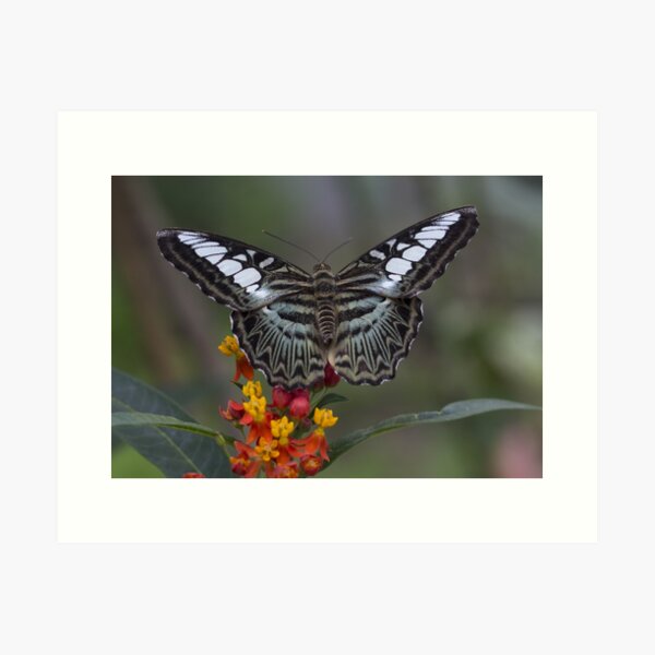 Clipper butterfly Art Print