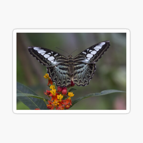 Item preview, Clipper butterfly designed and sold by pietrofoto.