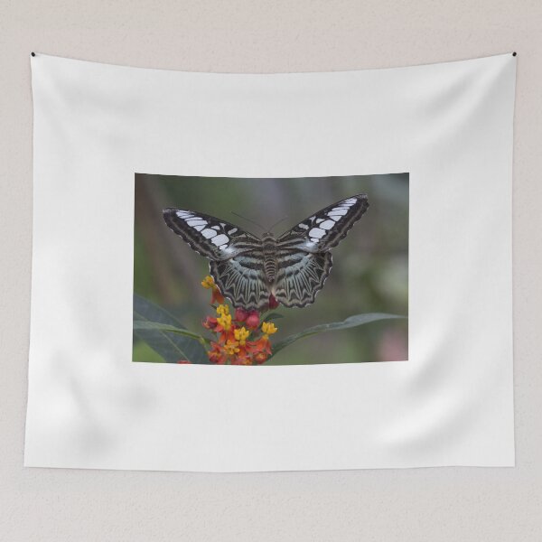 Item preview, Clipper butterfly designed and sold by pietrofoto.