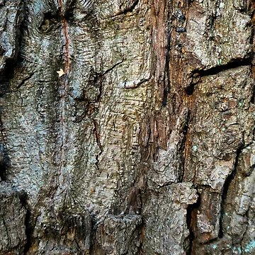 Artwork thumbnail, Tree bark pattern by AdioraStore