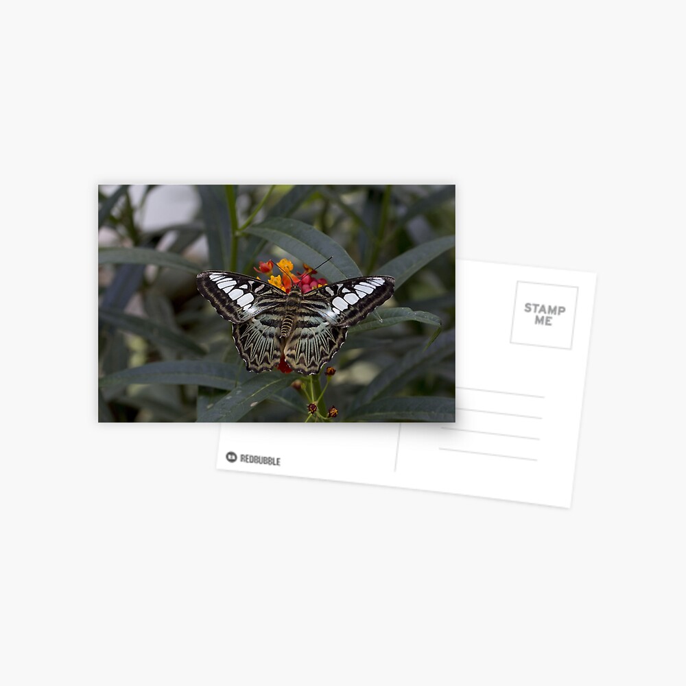 Item preview, Postcard designed and sold by pietrofoto.