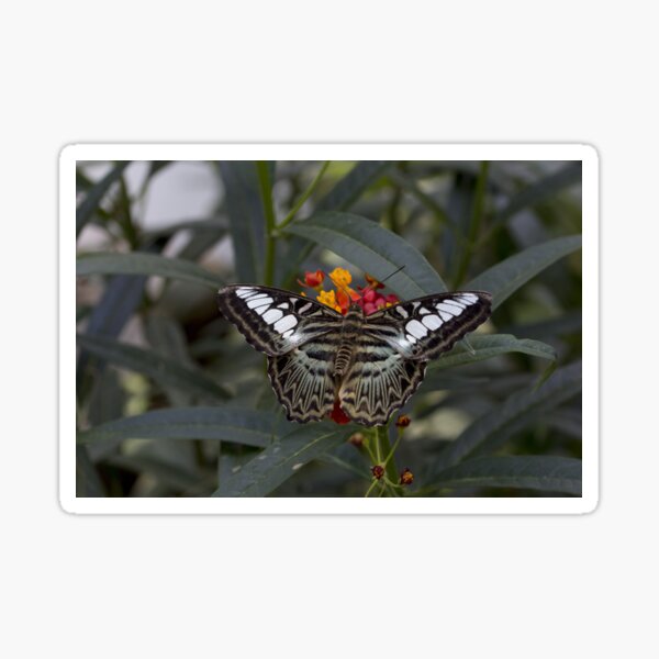 Item preview, Clipper butterfly designed and sold by pietrofoto.