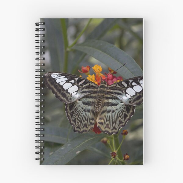 Item preview, Clipper butterfly designed and sold by pietrofoto.