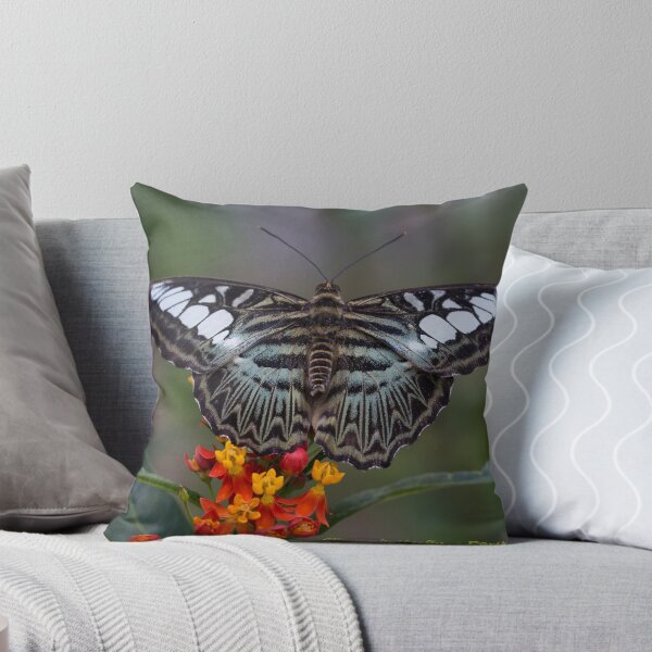 Item preview, Clipper butterfly designed and sold by pietrofoto.