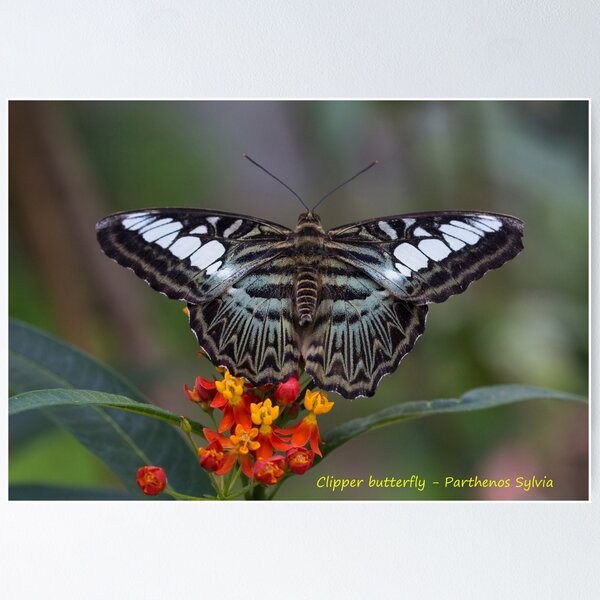 Item preview, Clipper butterfly designed and sold by pietrofoto.