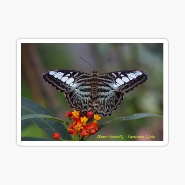 Item preview, Clipper butterfly designed and sold by pietrofoto.