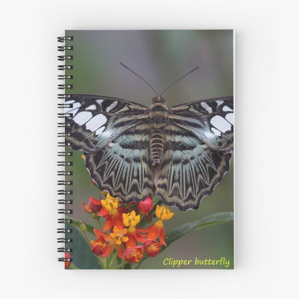Item preview, Clipper butterfly designed and sold by pietrofoto.