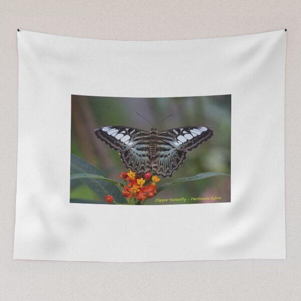 Item preview, Clipper butterfly designed and sold by pietrofoto.