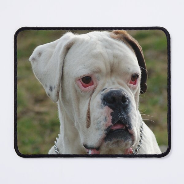 Item preview, Boxer Dog Puppy Curious, White Boxer Dog designed and sold by DesignVertex.