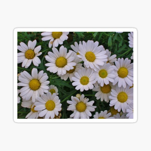Marguerite Daisies (Argyranthemum) Sticker