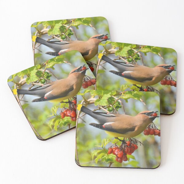 Item preview, Cedar Waxwing Bird Eating a Berry designed and sold by BritHikesON.