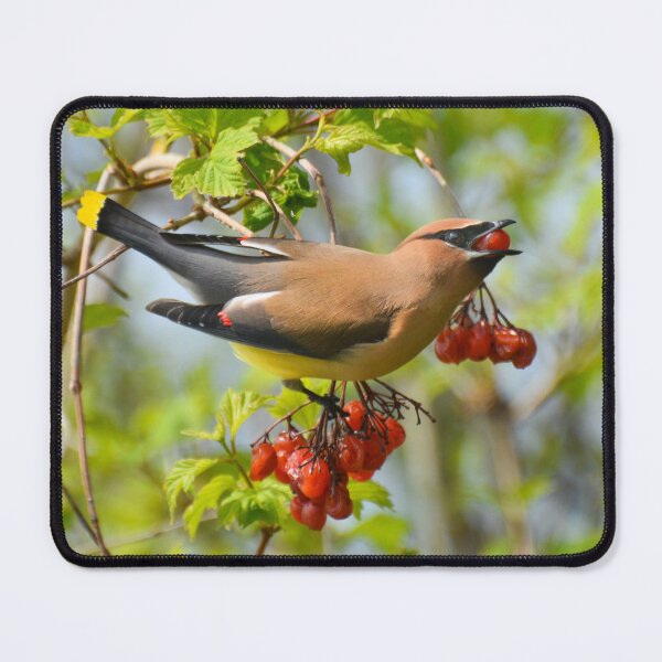 Item preview, Cedar Waxwing Bird Eating a Berry designed and sold by BritHikesON.